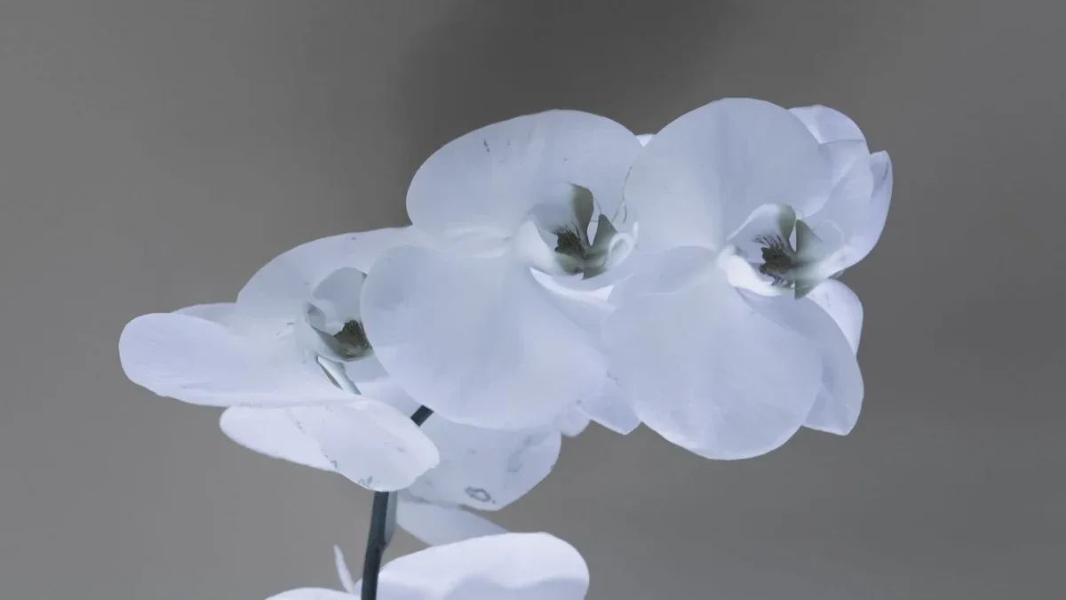 Orchidea con radici argentee: quando bagnarla e quando aspettare