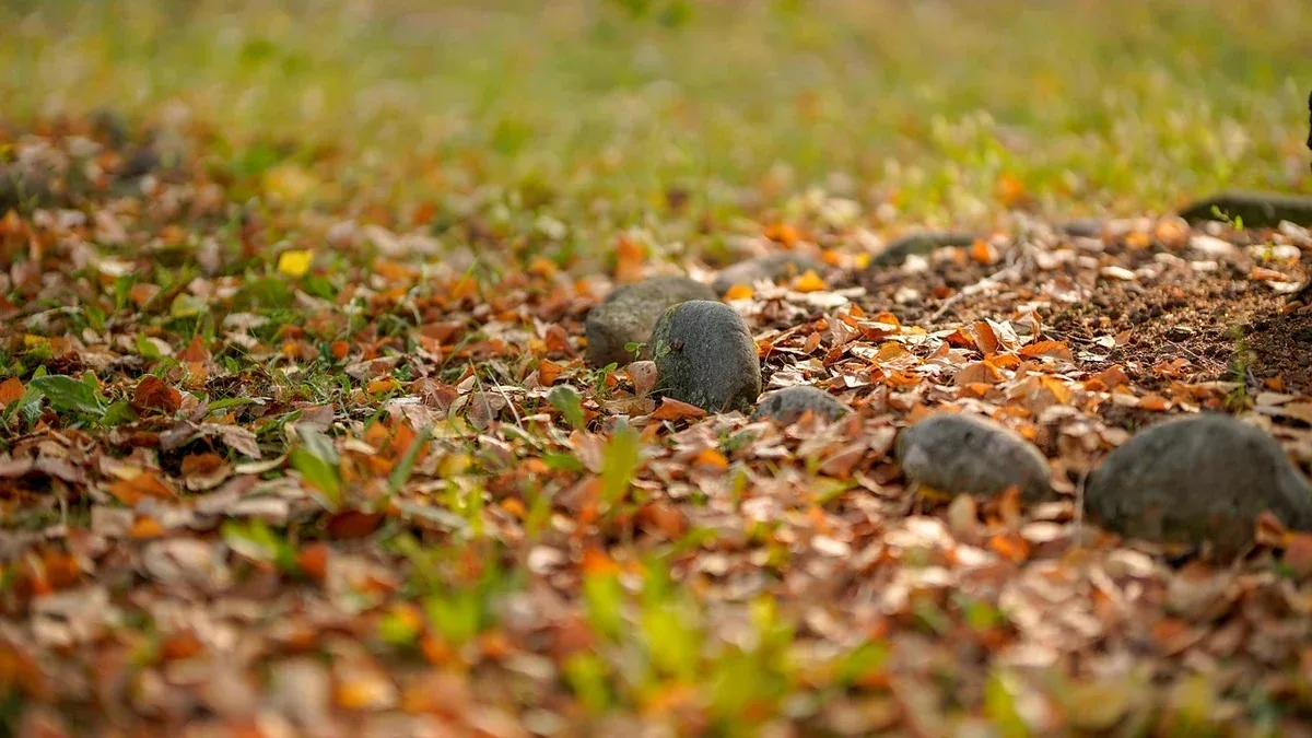 Foglie cadute sul prato: quando raccoglierle e quando lasciarle sul terreno