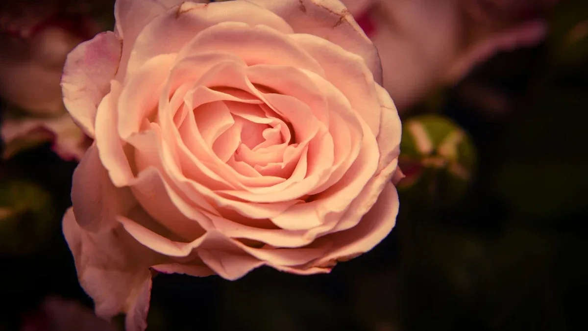 Rose a fine ottobre: quali interventi fare e quali potature rimandare