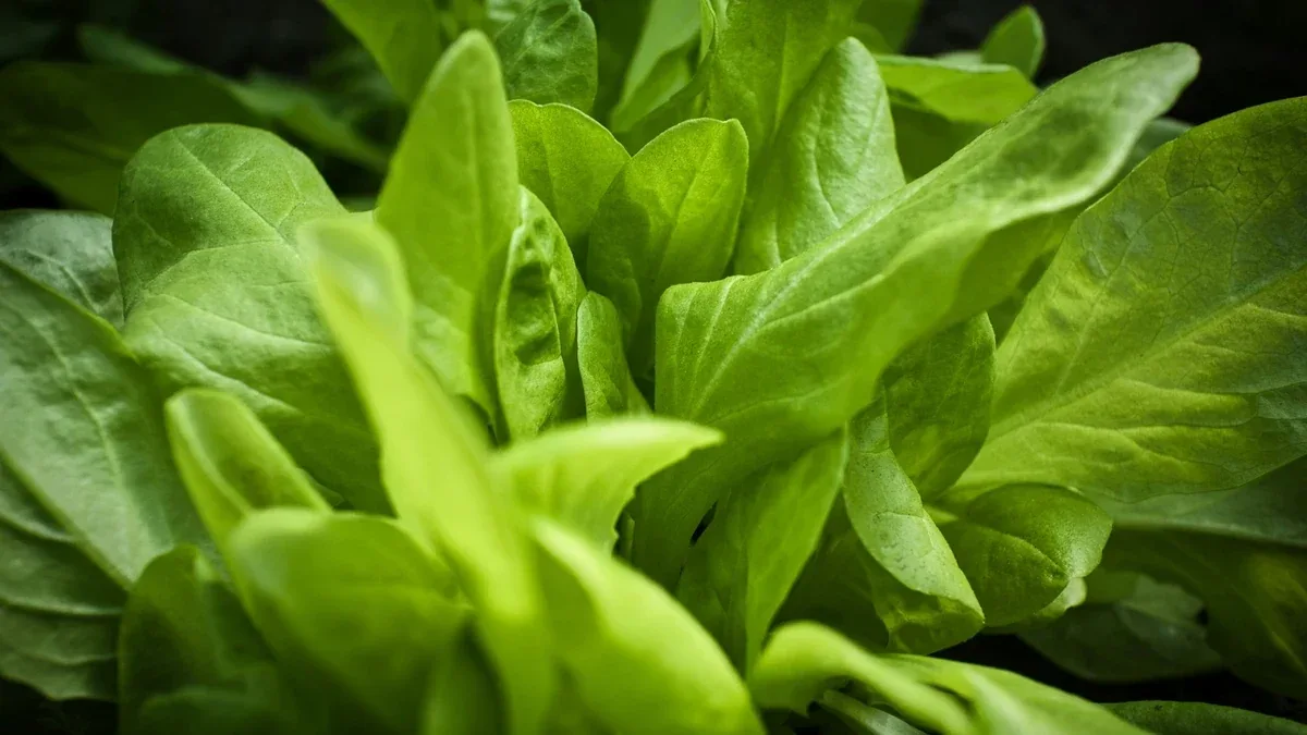 Spinaci da orto invernale: come preparare il letto di semina