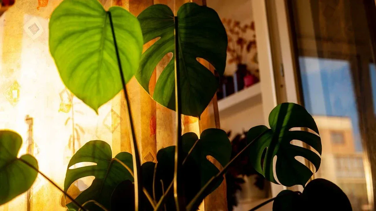 Monstera vicino al termosifone: come riconoscere aria troppo secca