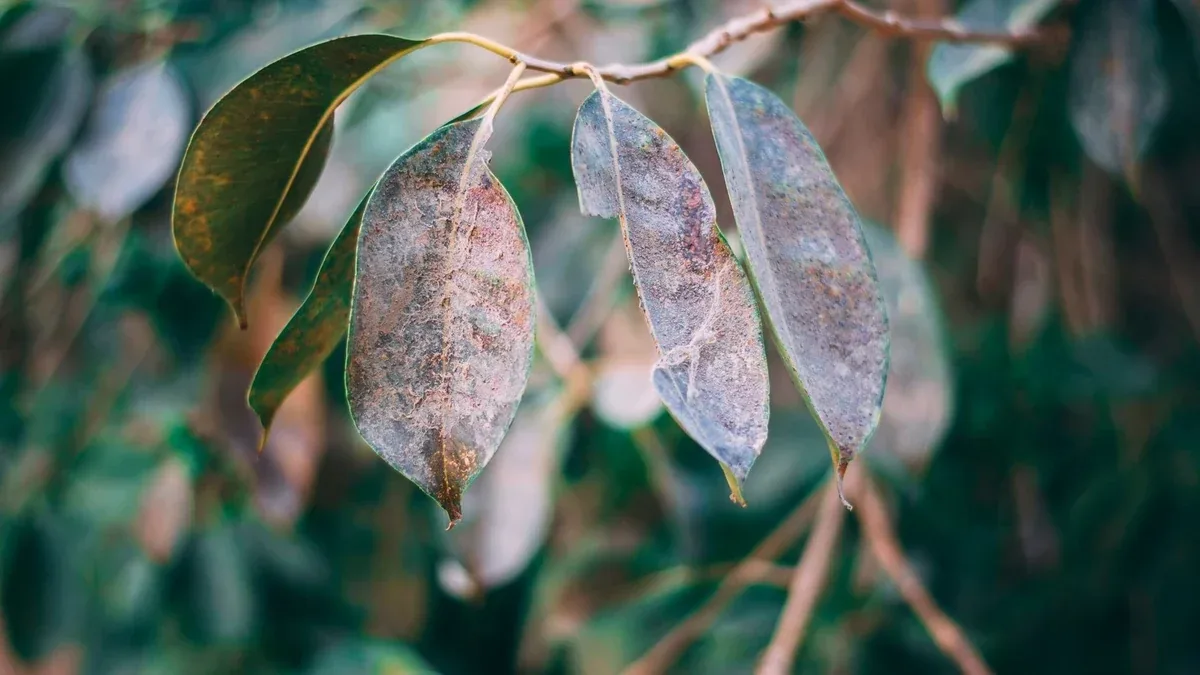 Ficus benjamin che perde foglie in autunno: cosa controllare prima di spostarlo