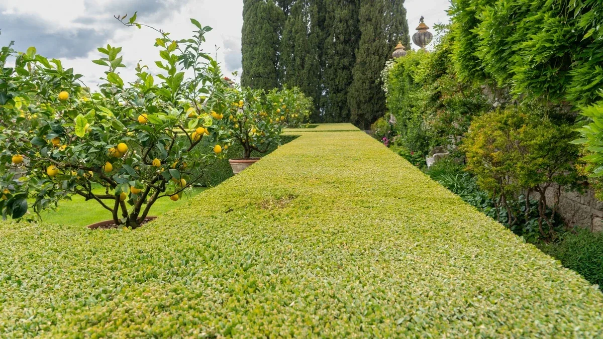 Siepe sempreverde in autunno: come controllare drenaggio e attecchimento