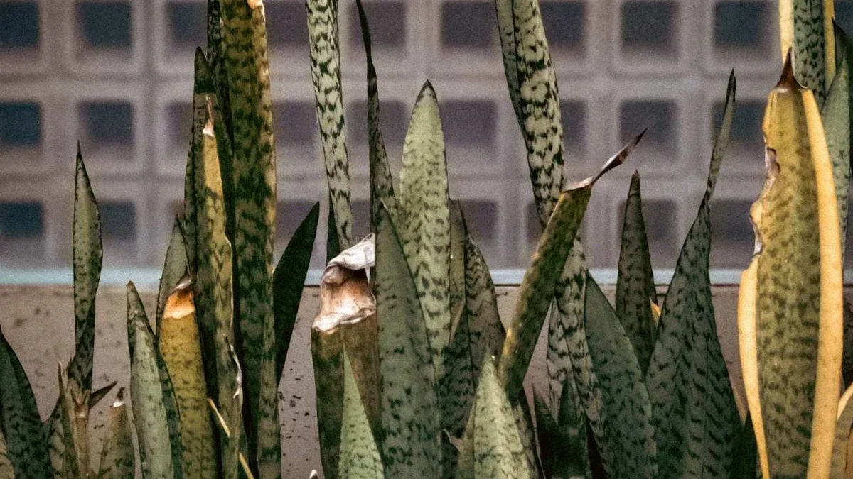 Sansevieria in ottobre: come cambiano luce e necessità di acqua