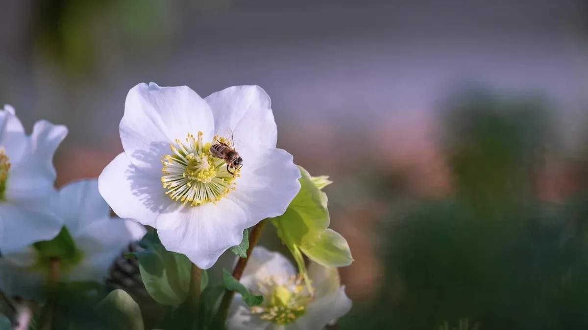 Insetti impollinatori in inverno: quali rifugi mantenere in giardino