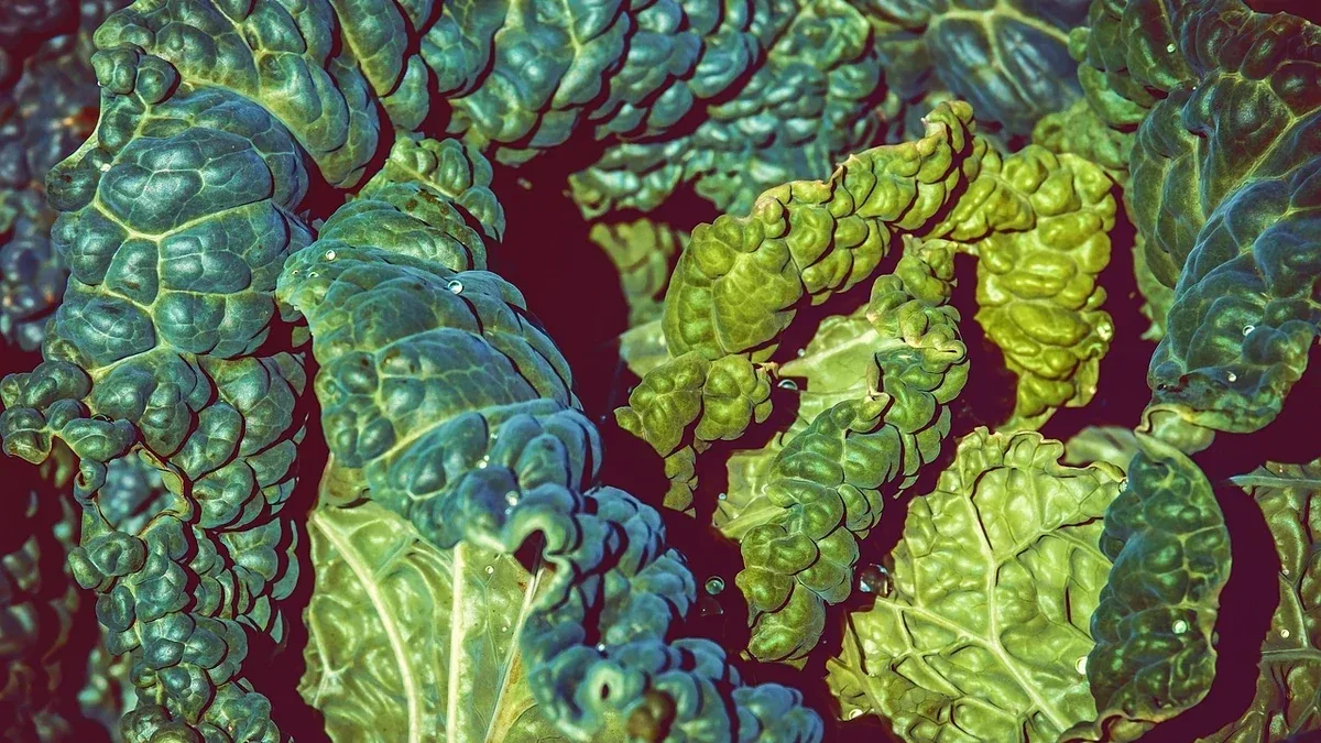 Cavoli nell’orto: quali foglie esterne togliere e quali lasciare