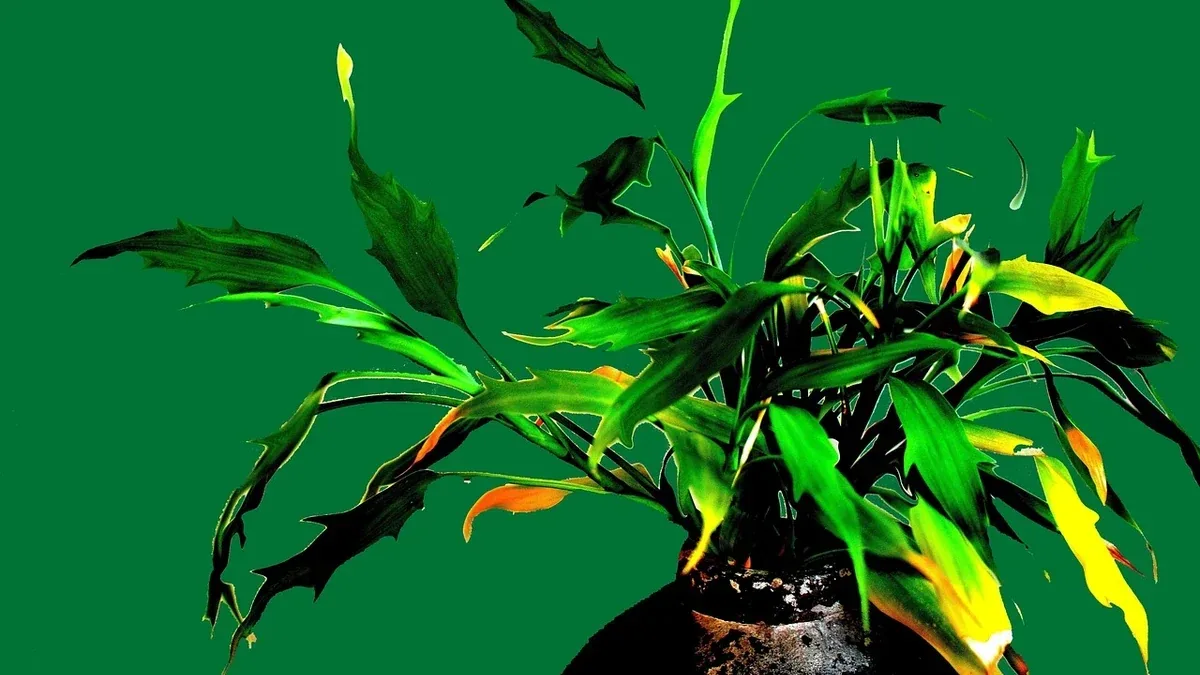 Anturio con fiori verdi: quando è normale e cosa influenza il colore