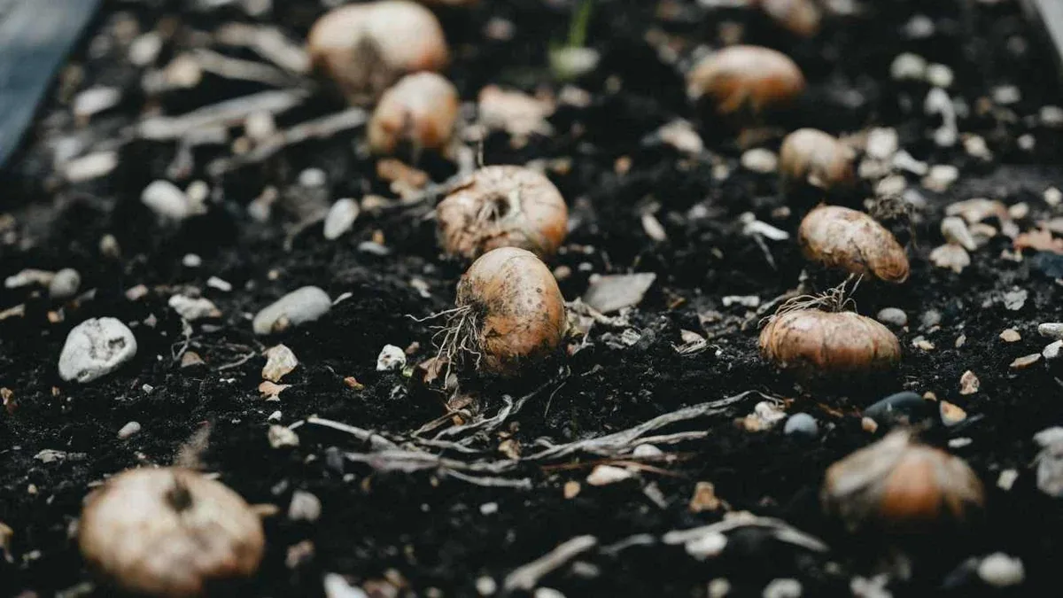 Cipolle da piantare in autunno: come scegliere bulbi e terreno