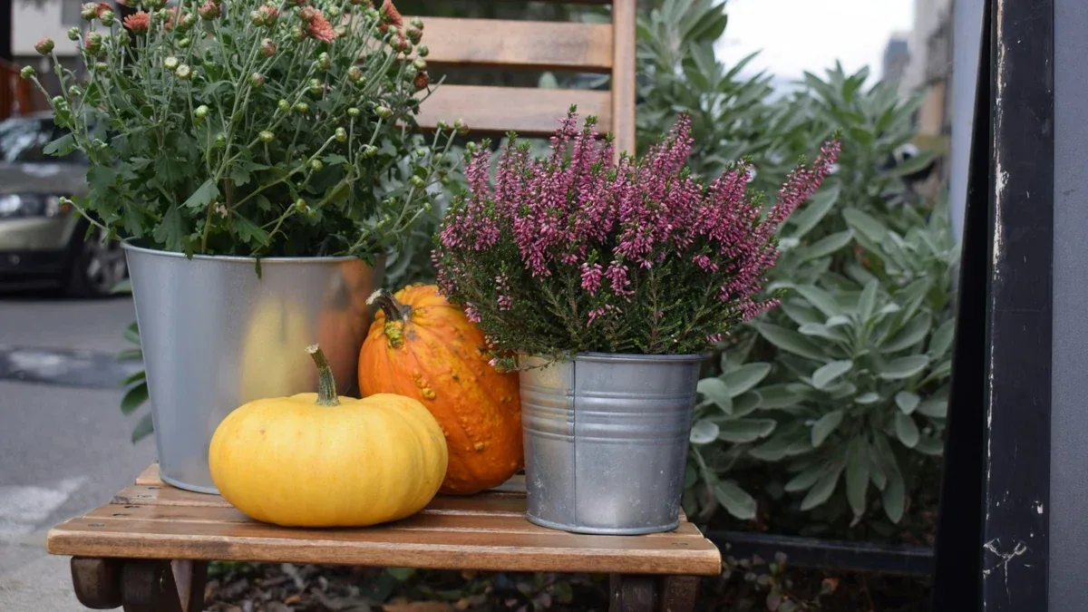 Erica in vaso in autunno: quale esposizione scegliere sul balcone