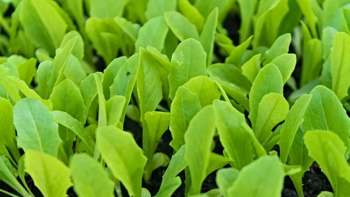 Rucola nell’orto di novembre: semina, luce e protezione dal freddo