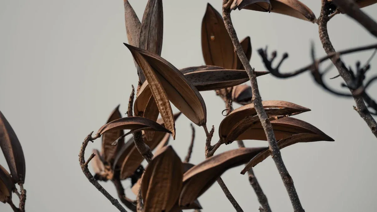 Dracena con punte secche: quali condizioni ambientali controllare