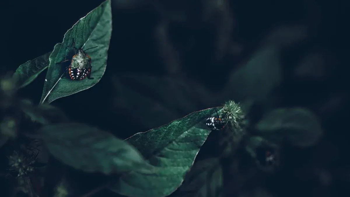 Insetti bianchi sulle foglie: come distinguere cocciniglia e mosca bianca