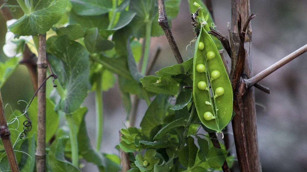 Piselli in vaso sul balcone: quanto spazio lasciare alle radici