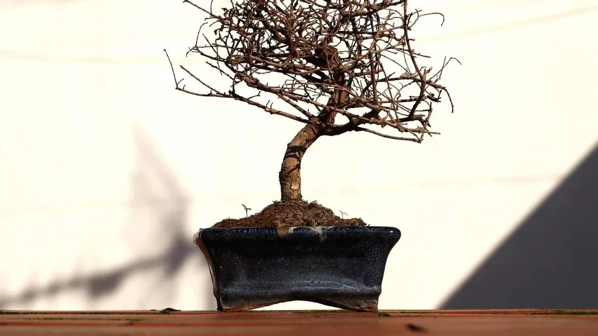 Bonsai ficus che perde foglie dopo uno spostamento: cosa fare