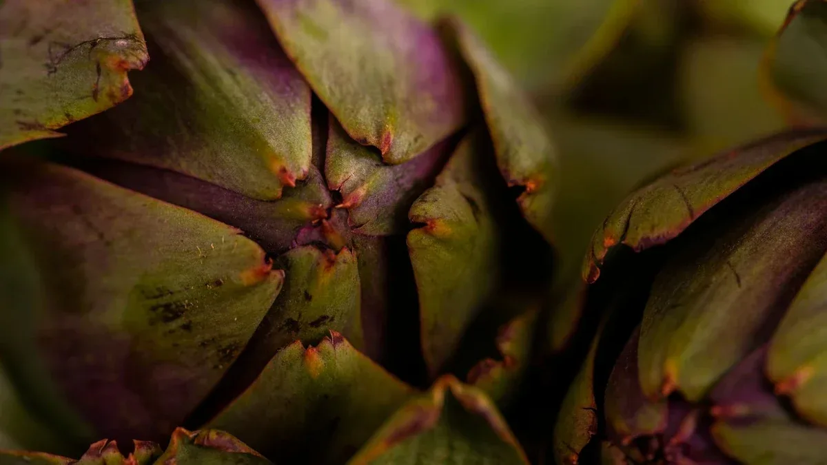 Carciofi nell’orto prima dell’inverno: come proteggere il colletto