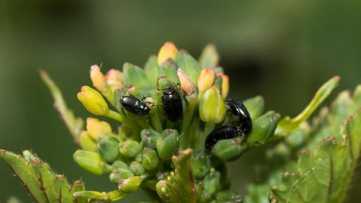 Piantine di broccoli con foglie bucate: quali insetti controllare