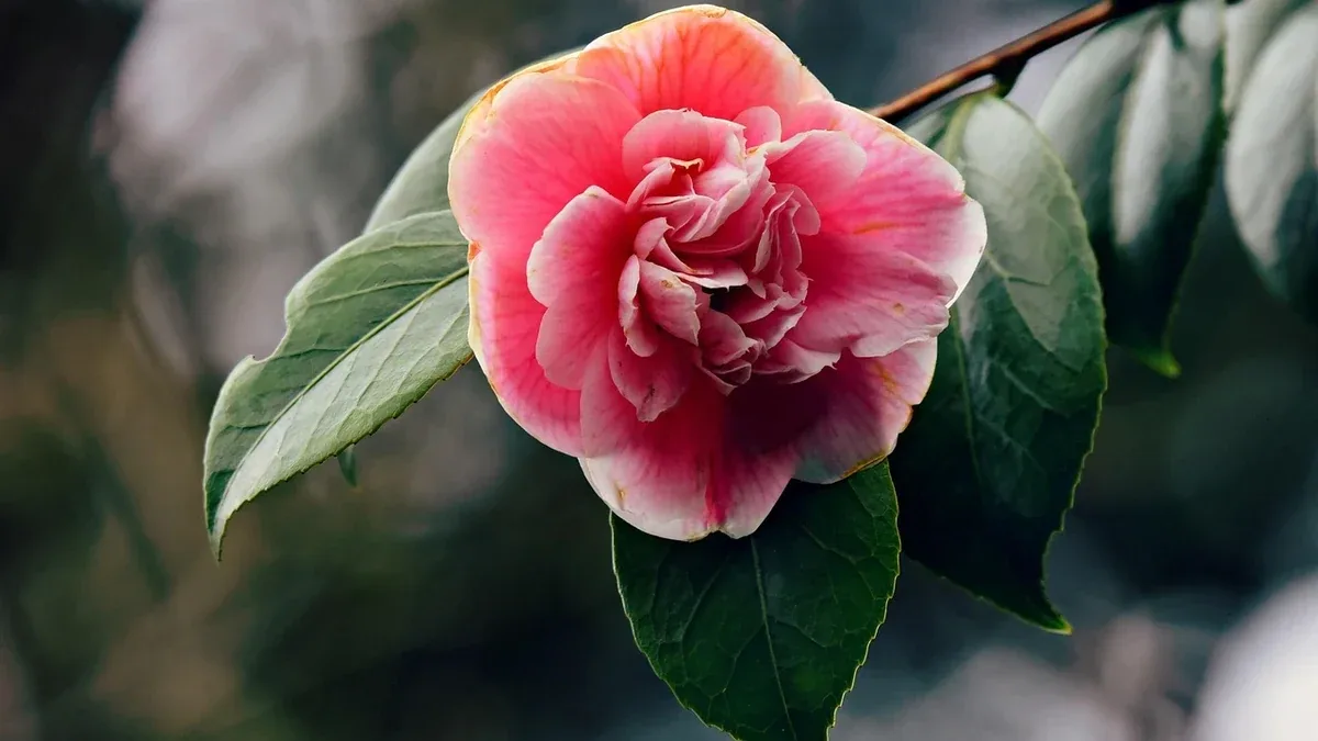 Camelia in giardino: dove proteggerla dal sole invernale