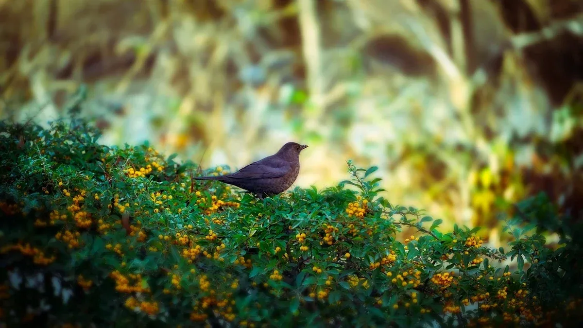Giardino per gli uccelli in inverno: come predisporre acqua pulita