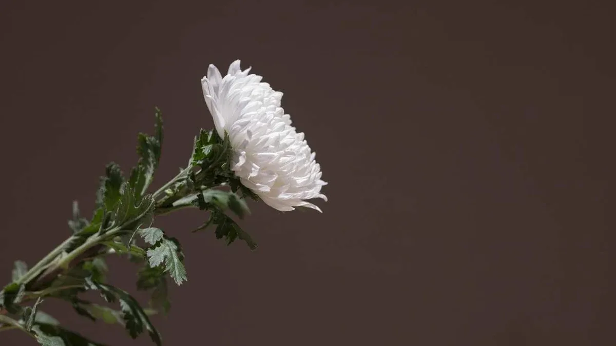 Crisantemi dopo la fioritura: come gestire fusti e terriccio