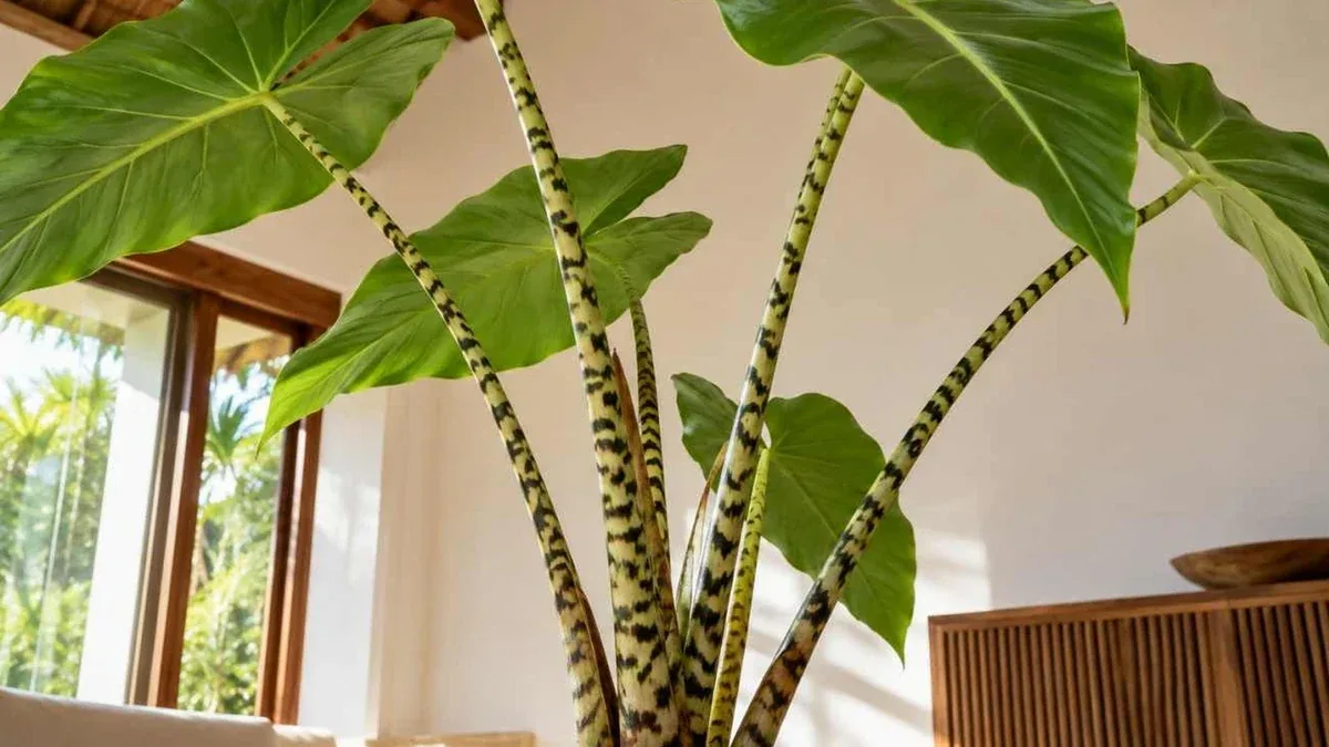 Alocasia in casa: quando la perdita di una foglia può essere normale
