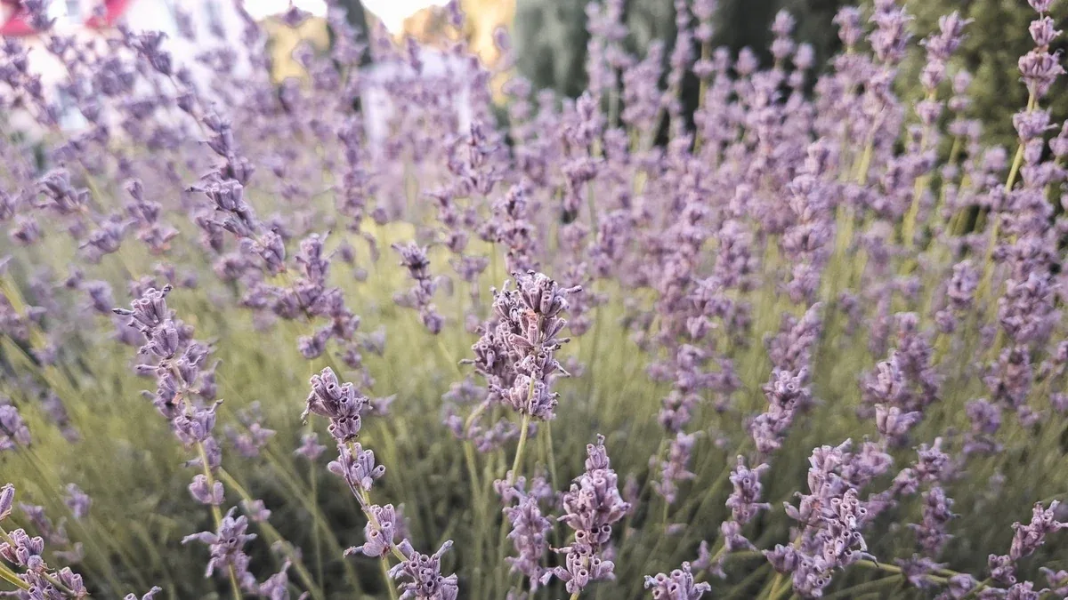 Lavanda dopo l’estate: quali rami osservare prima di una potatura
