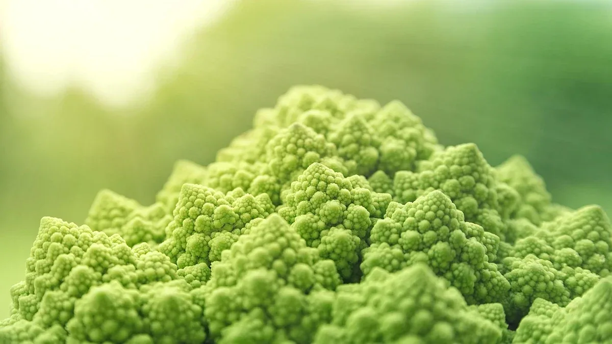 Raccolta dei cavolfiori: come riconoscere una testa ben compatta