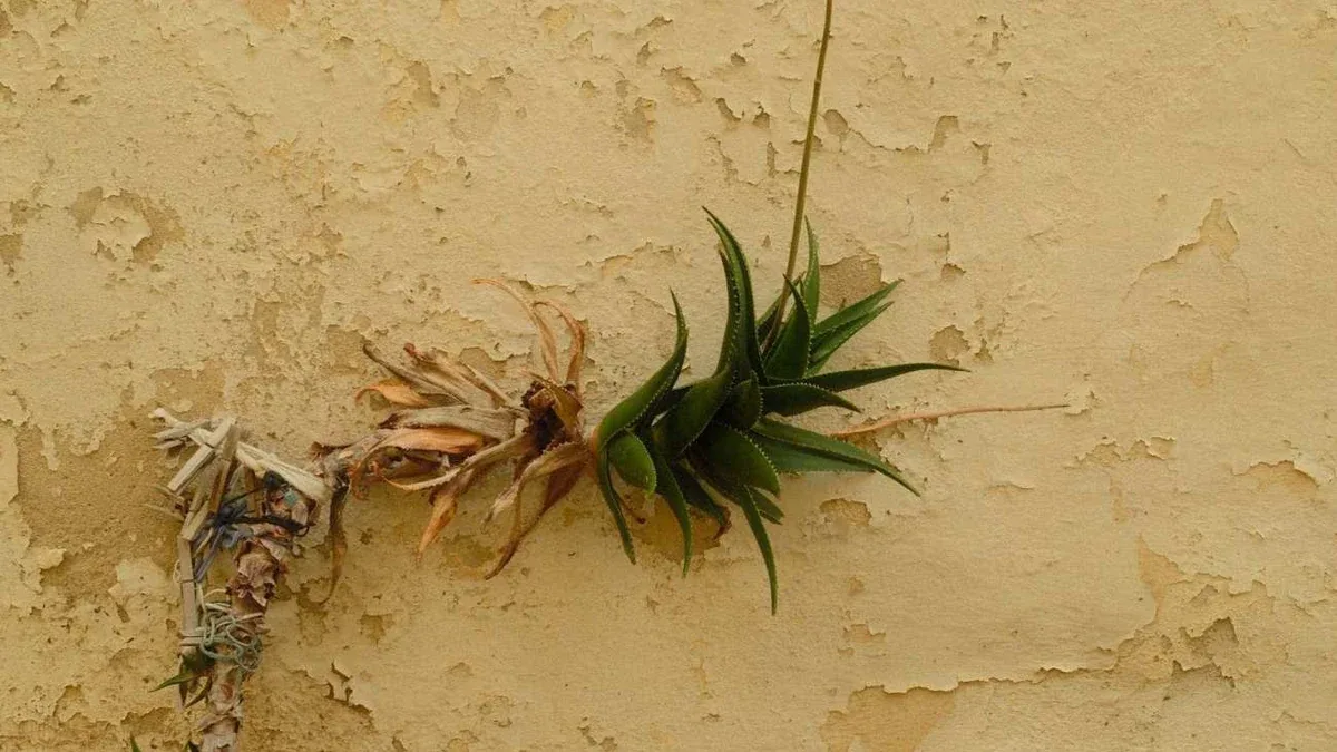 Kalanchoe dopo la fioritura: come regolare acqua e luce