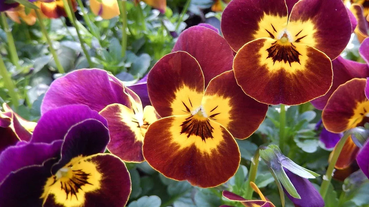 Viole del pensiero in aiuola: distanza tra le piantine e irrigazione