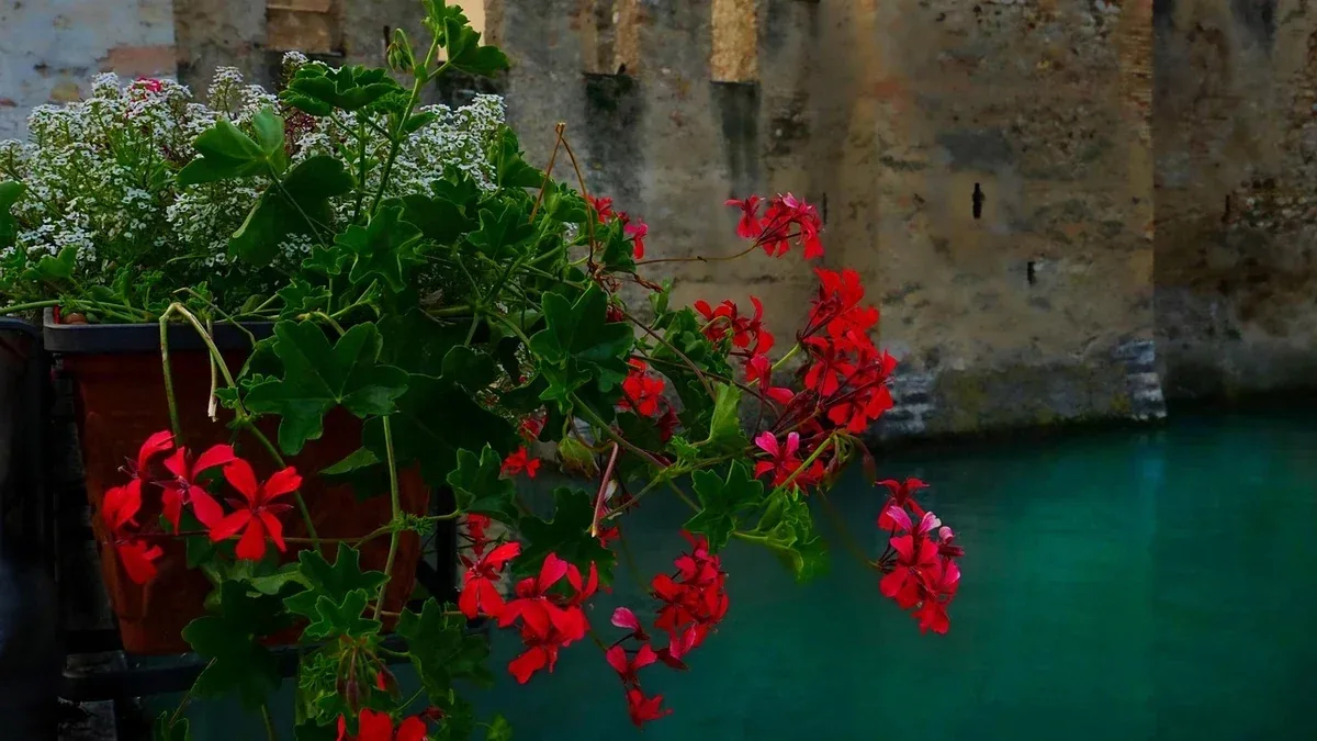 Fiori spontanei nell’orto: quando conservarli per gli impollinatori