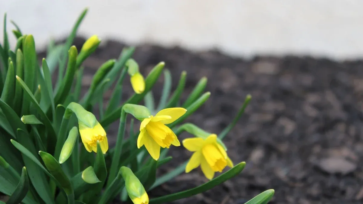Quando piantare i narcisi in giardino: profondità, terreno e esposizione