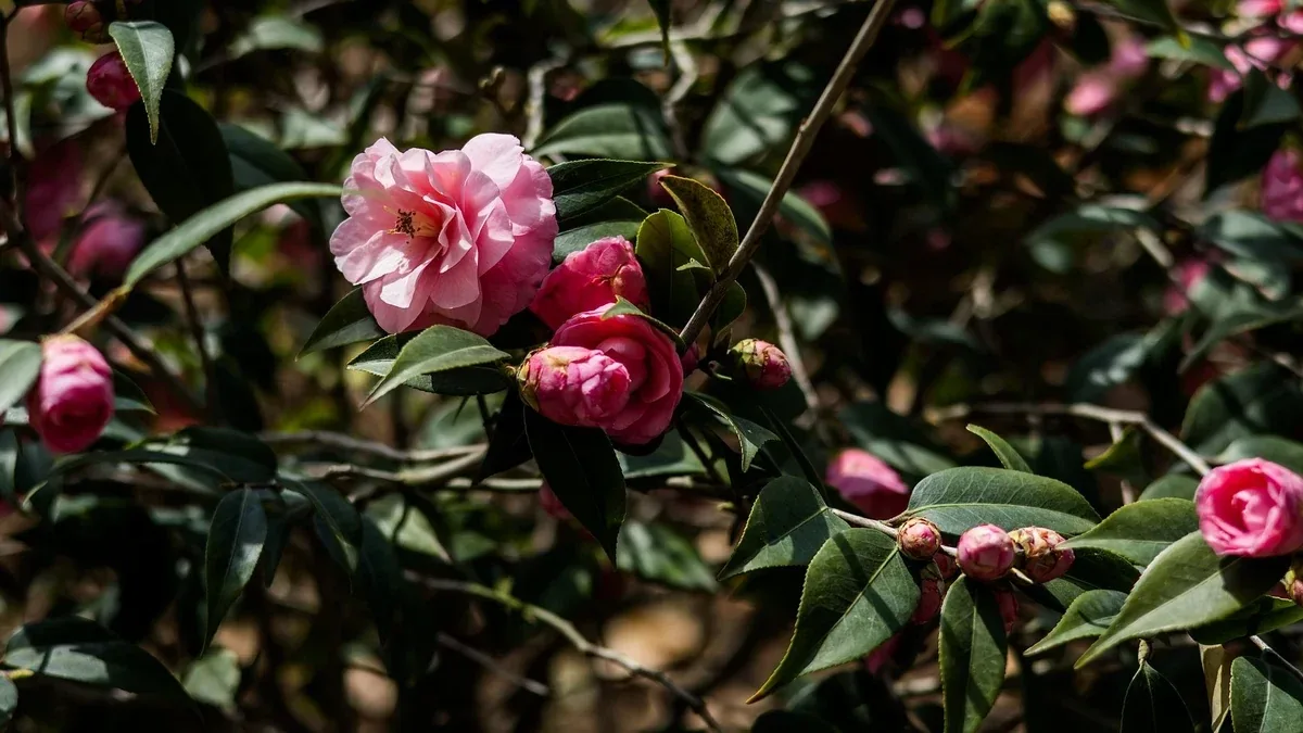 Camelia con boccioli in autunno: come proteggerla dagli sbalzi di temperatura