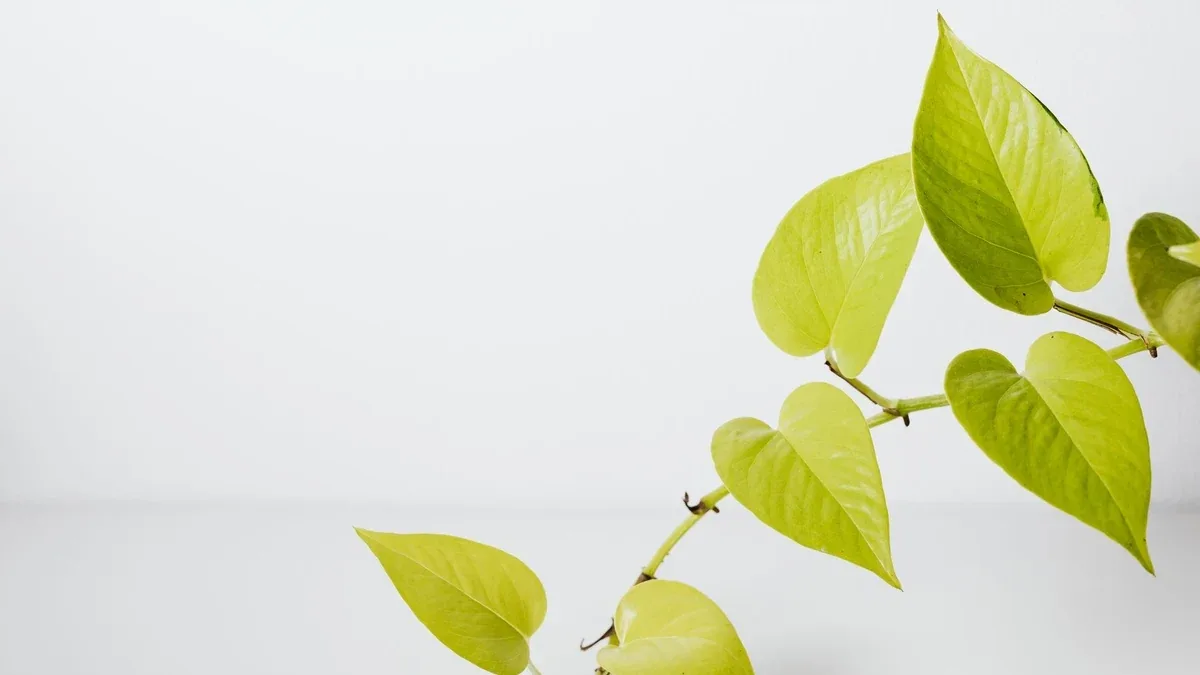 Pothos con foglie piccole: come valutare luce e crescita