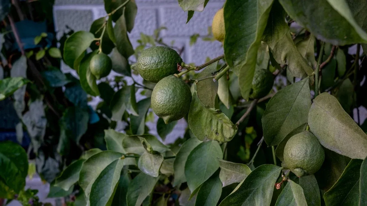 Pianta di limone con foglie accartocciate: cosa controllare prima di intervenire