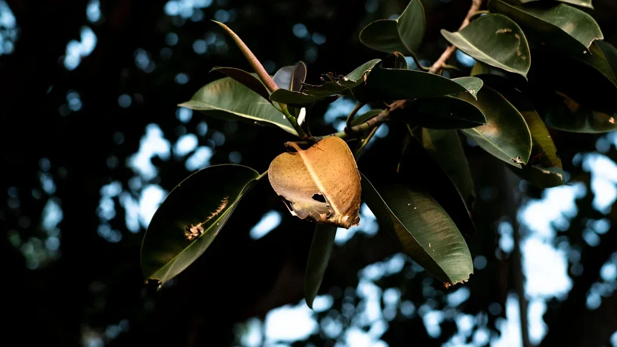 Ficus lyrata con macchie marroni: quali cause valutare