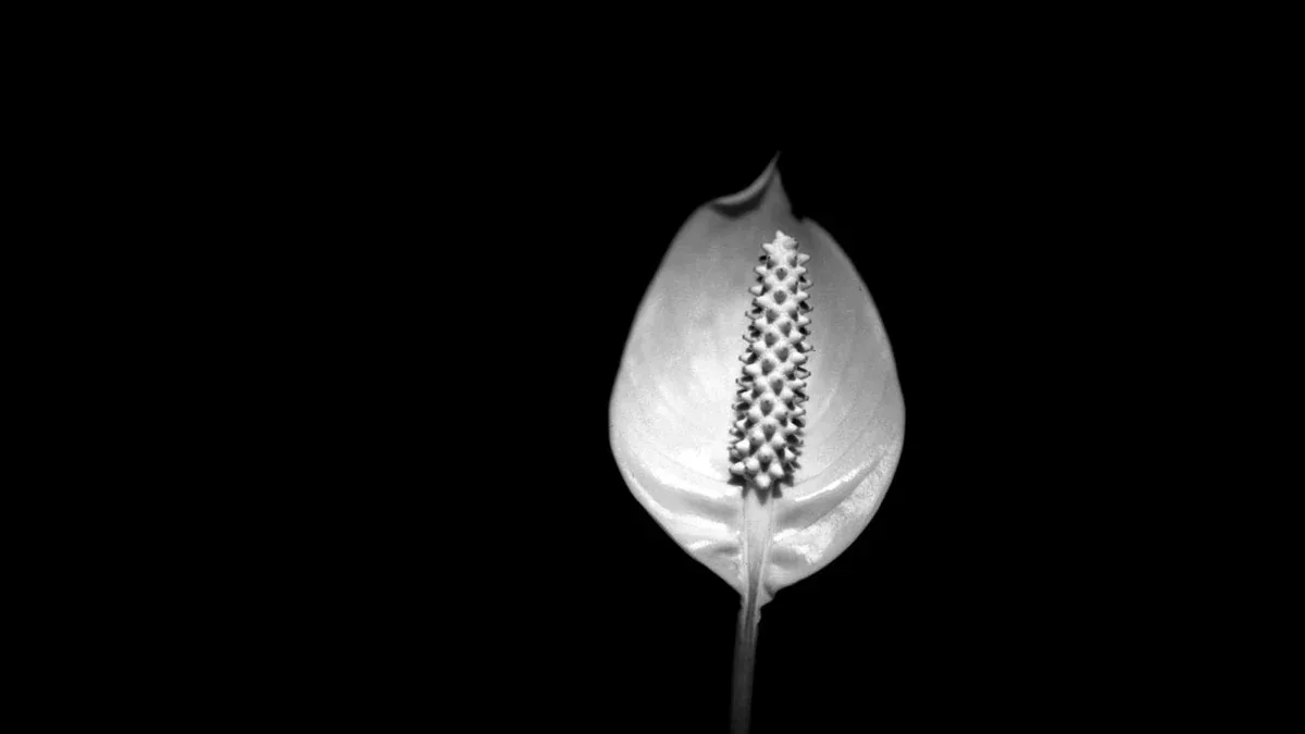 Anthurium senza fiori: quali condizioni favoriscono la fioritura
