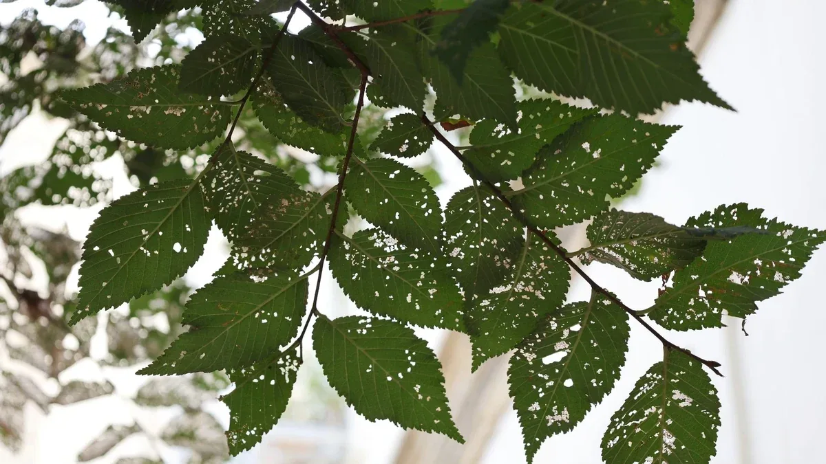 Foglie con piccoli fori: come cercare tracce di insetti sulle piante